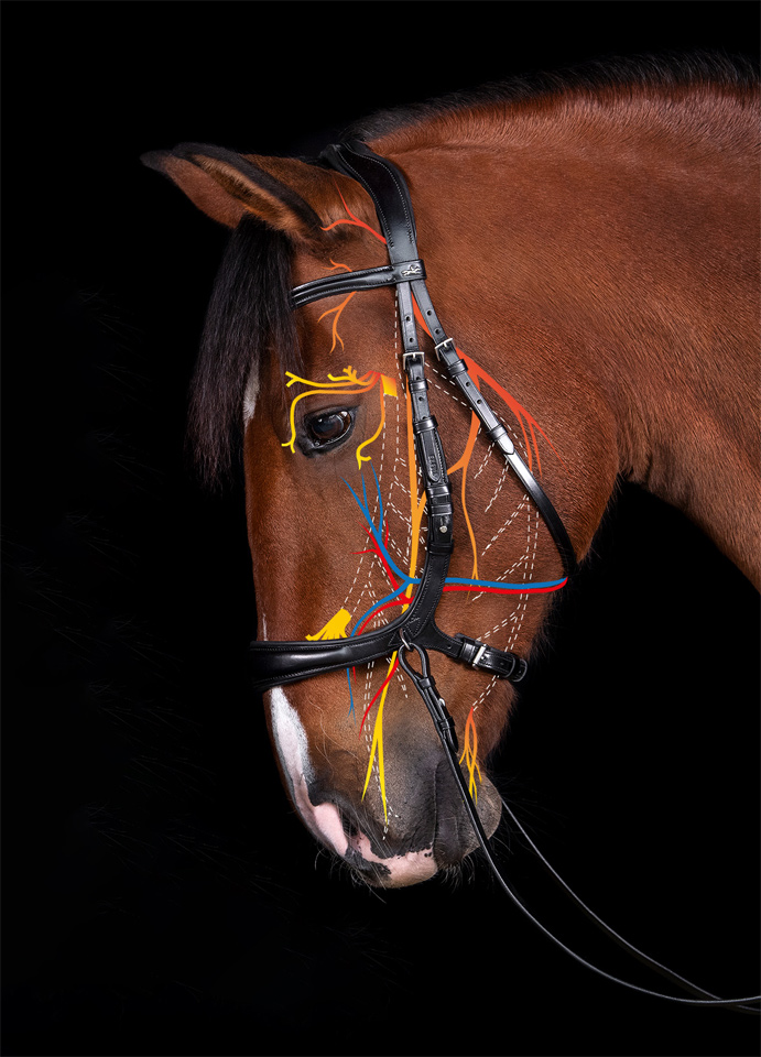 Trense SP Equitus Theta